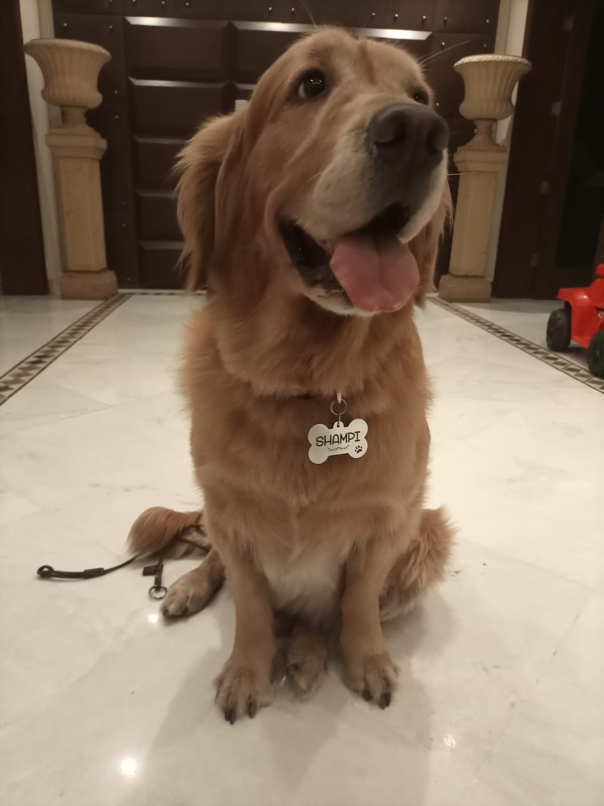 Pets Tag Personalized, Bone Shape Tag, Pet Tags for Collars, Engraved Tag, Name Tag, Customized Pet Tag, Kitty Tag NAMEIT PAKISTAN