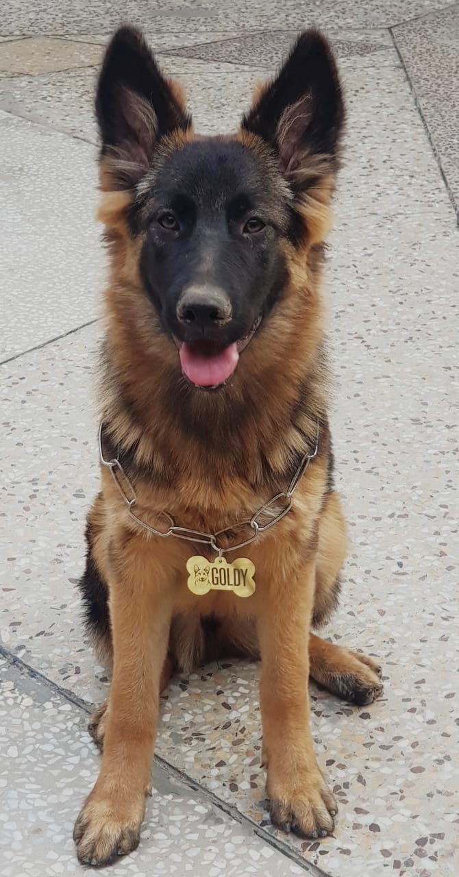 Pets Tag Personalized, Bone Shape Tag, Pet Tags for Collars, Engraved Tag, Name Tag, Customized Pet Tag, Kitty Tag NAMEIT PAKISTAN